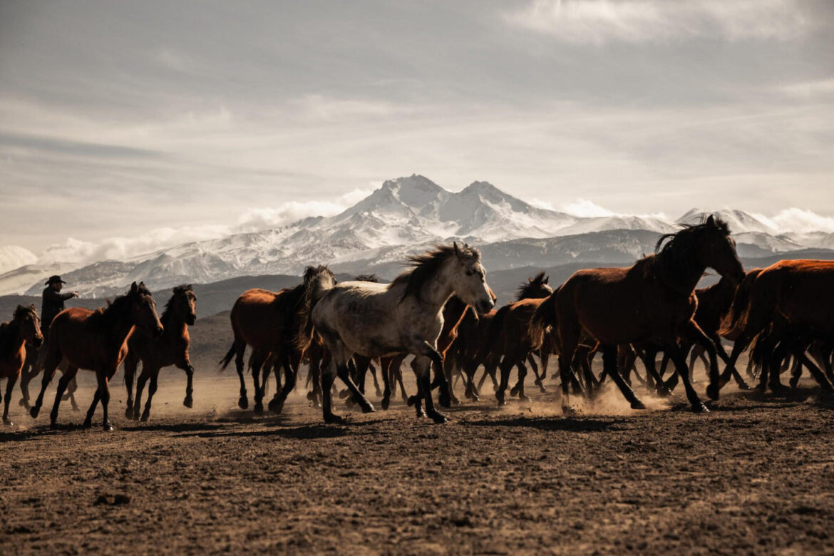 Understanding Horse Lifespan: How Long Do Horses Live