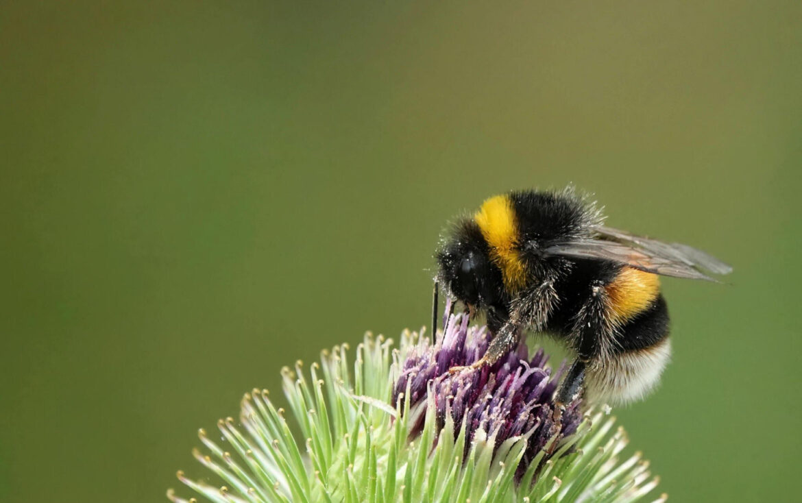 Do Bumble Bees Sting? Unveiling the Truth